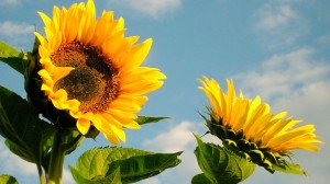 girasol